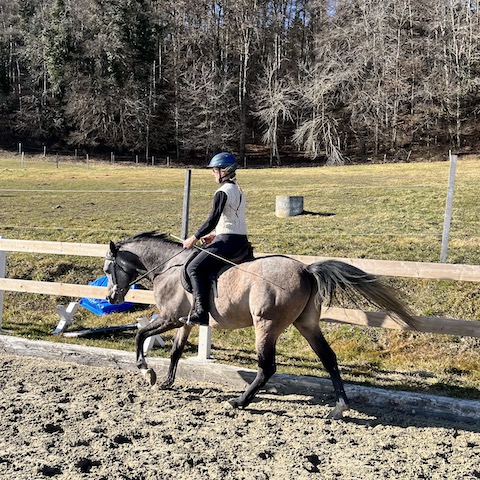 Reitcoaching Schweiz Online